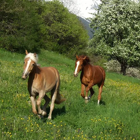 Urban Apartman Kauns